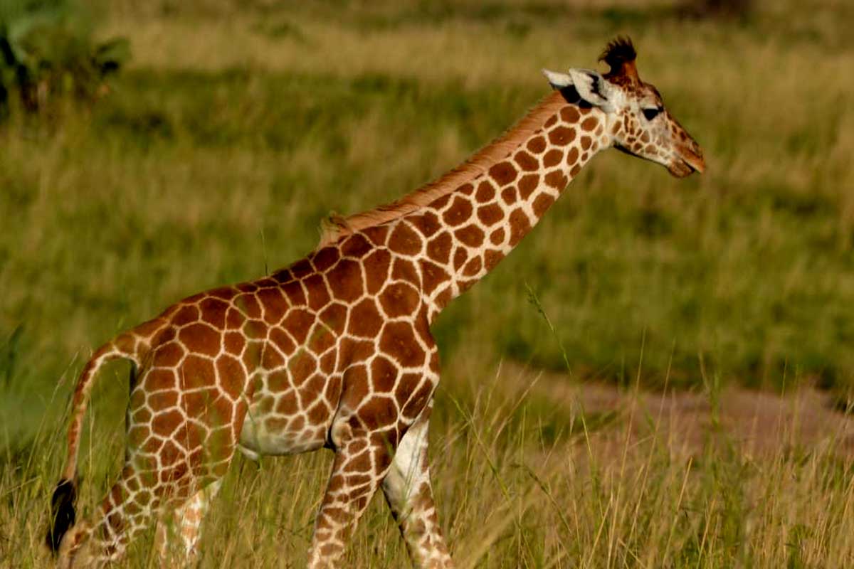 1-day-akagera-national-park-safari