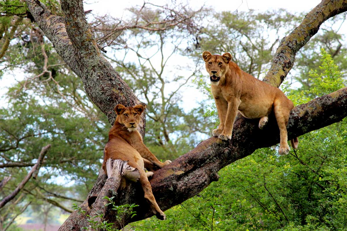 10-days-rwanda-uganda-gorilla-trekking-adventure