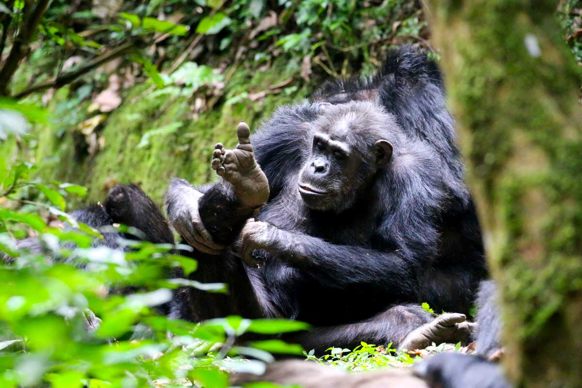 3-days-nyungwe-forest-chimpanzee-tour
