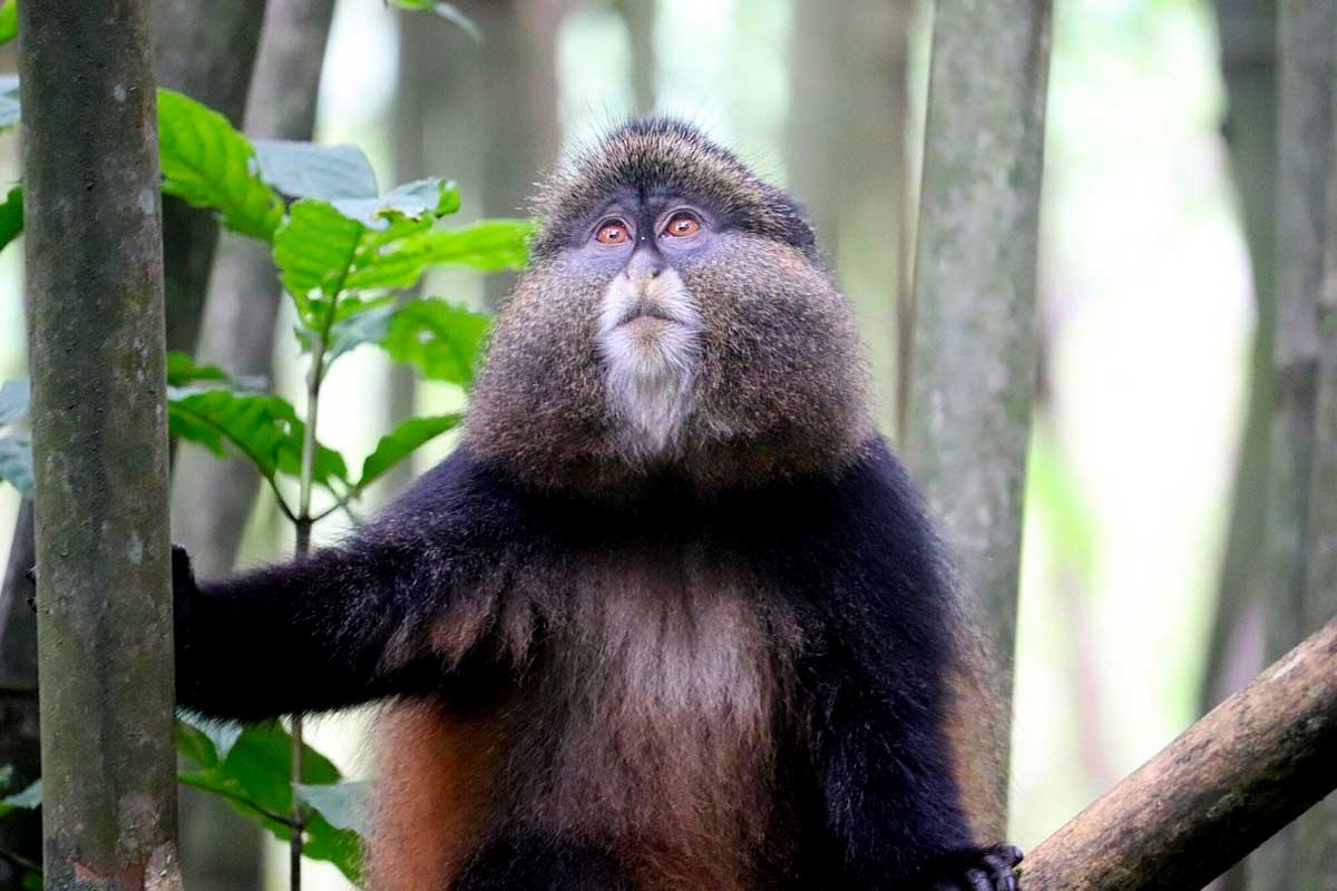 3-days-uganda-gorilla-trekking-golden-monkey-adventure