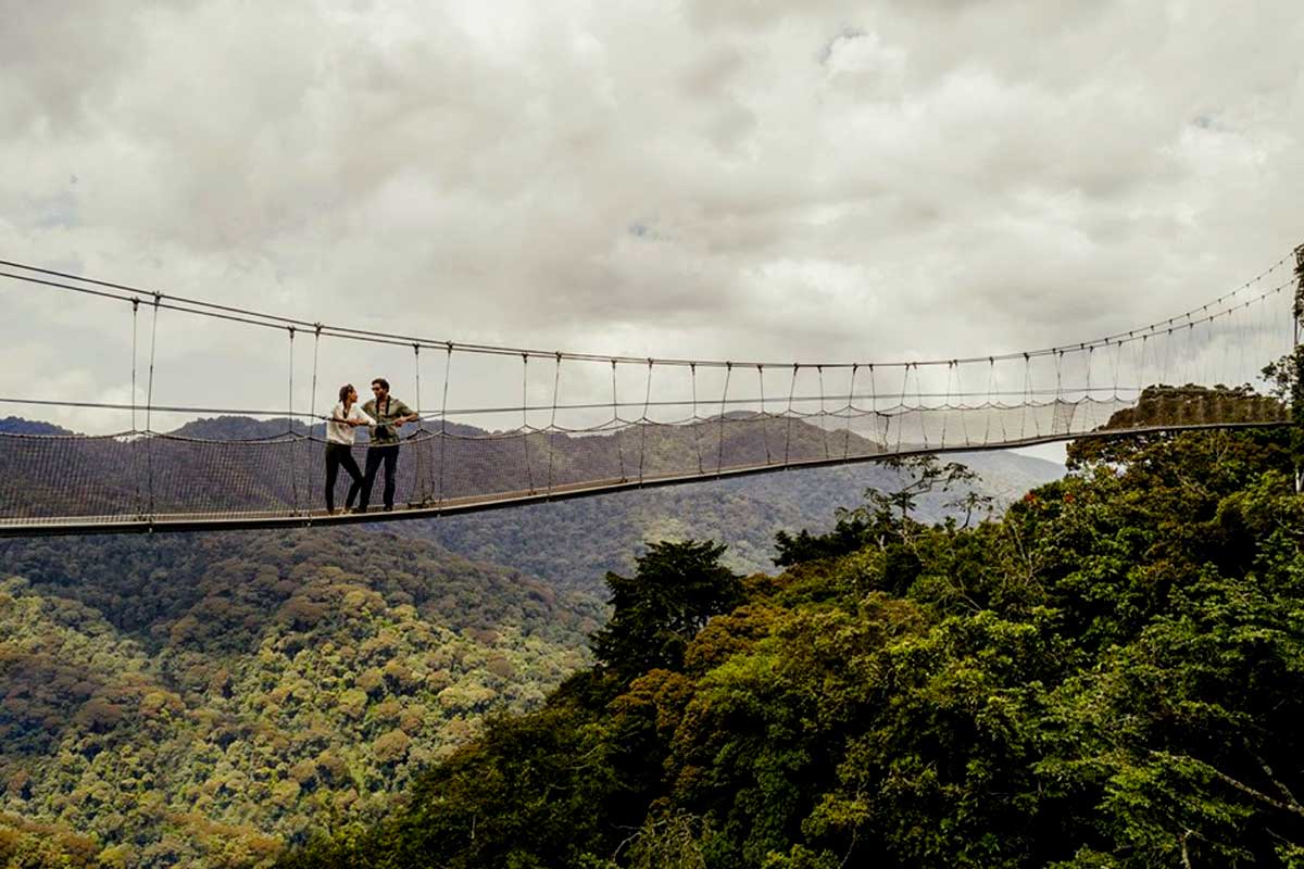 4-days-nyungwe-forest-chimpanzee-tour