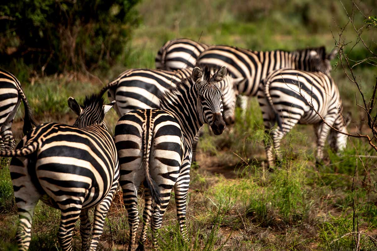 5-days-rwanda-gorilla-trekking-wildlife-safari