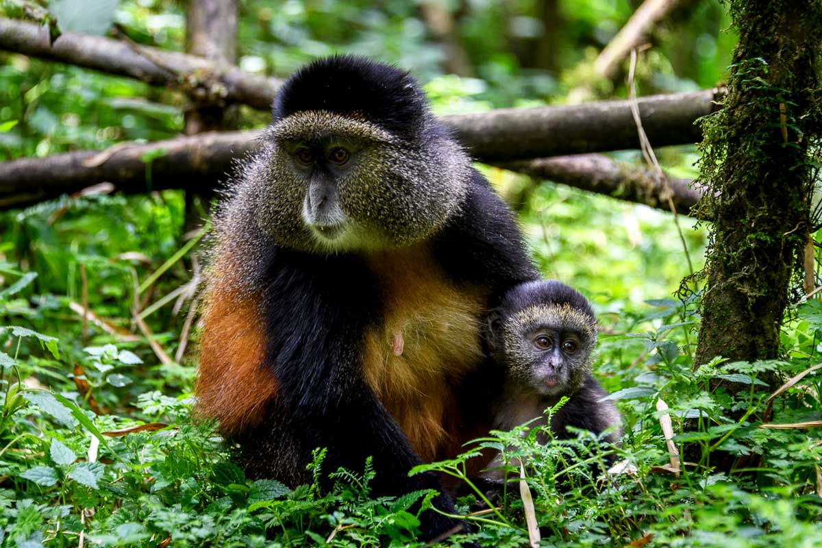 7-days-uganda-gorilla-trekking-adventure-from-rwanda