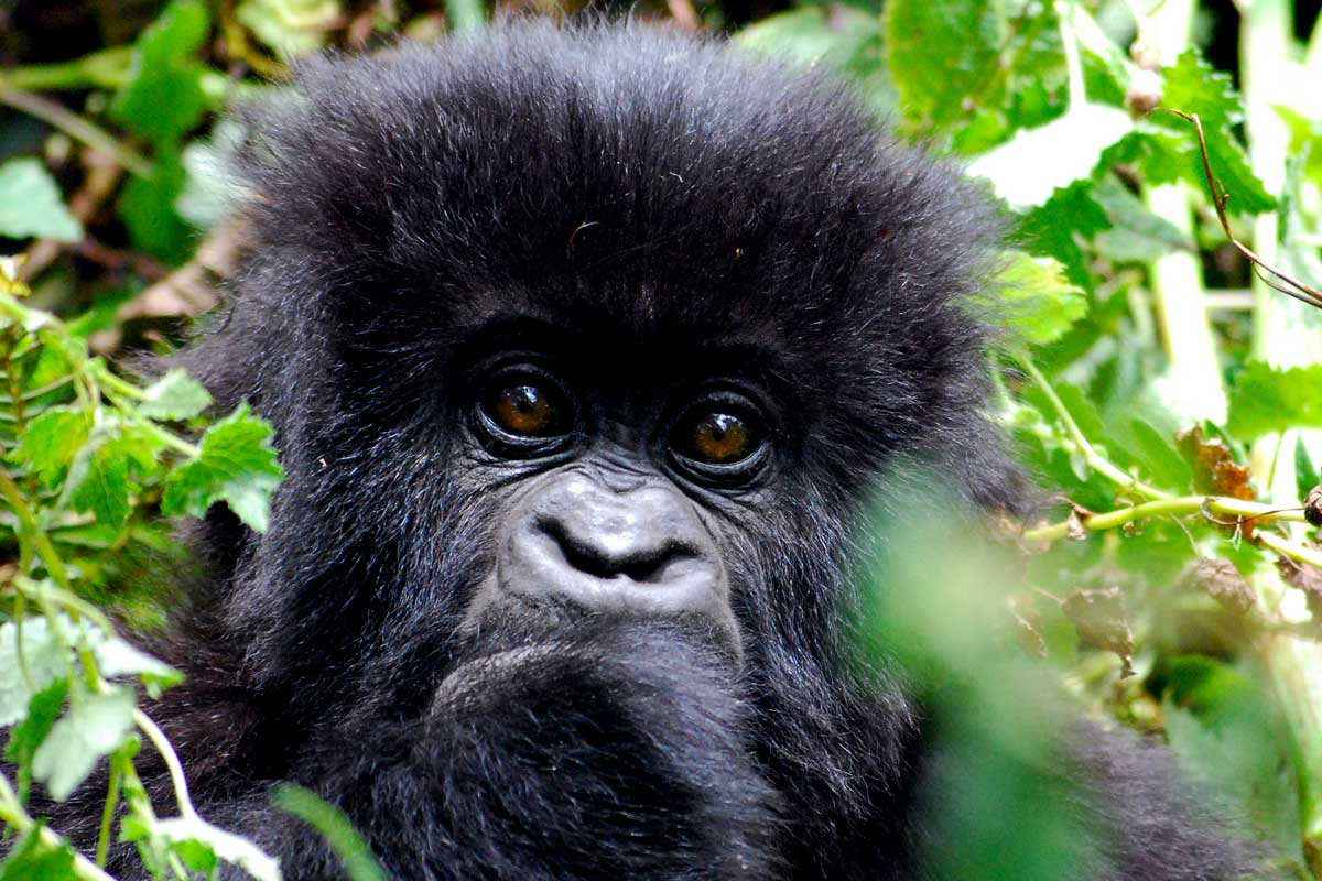 gorilla-trekking-in-rwanda